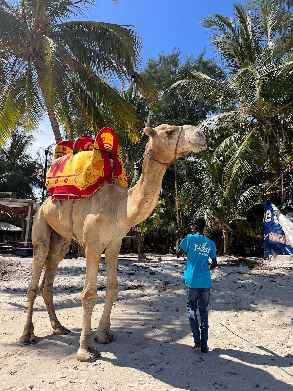 Camel