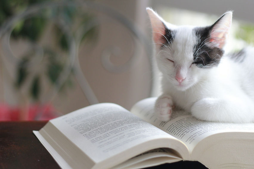 library book cat summer_t20_8k1Bng (2).jpg