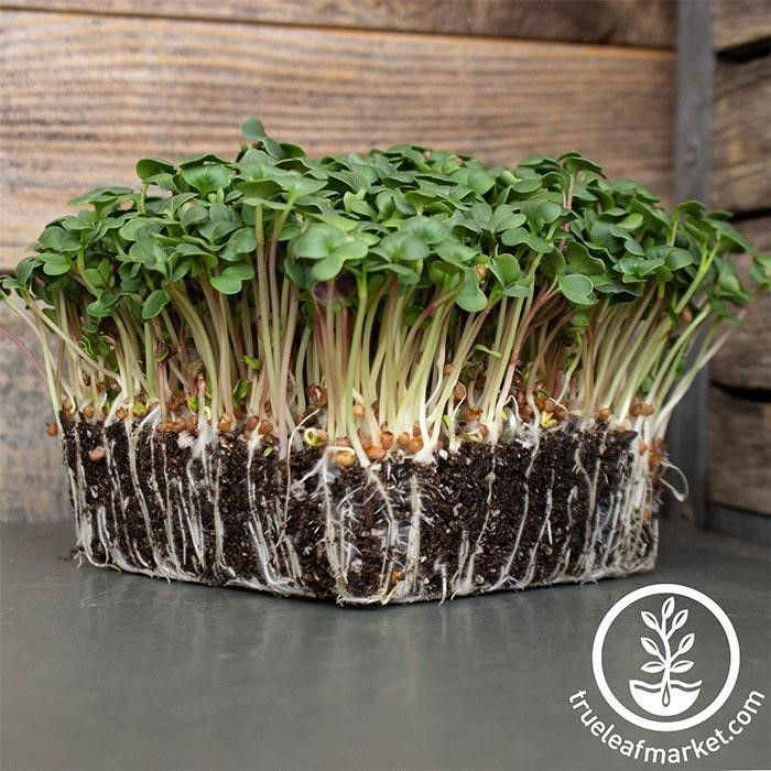 Radish - Long Scarlet Cincinnati