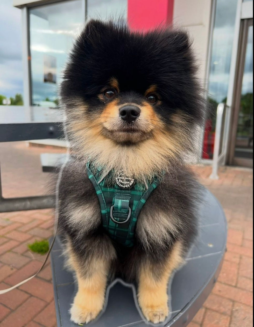 The Scottish Parliament has passed landmark legislation creating a specific criminal offence for dog theft