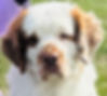 Hutch Head shot