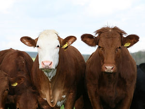 animal-1238273.jpg