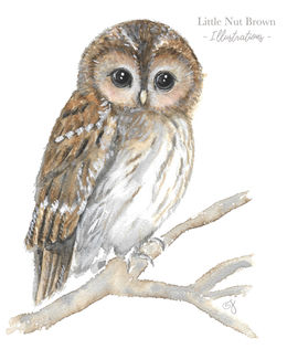 Babyowl.jpeg