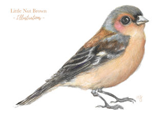 Chaffinch