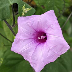 ipomoea flower.jpg