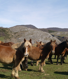 Fauna y flora del Parque Regional de Riaño y Mampodre, León