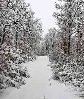 Bosques nevados en invierno desde Salamón, León