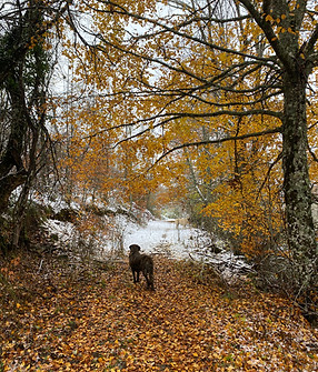 Bosques en otoño en el entorno de Salamón, Crémenes, León