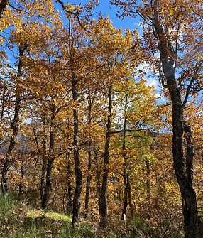 Recogida de setas en los bosques de Crémenes, micología en León