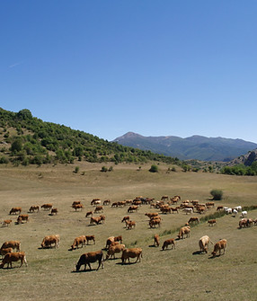 Gastronomía leonesa de montaña, lechazo y productos locales