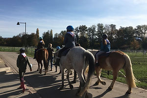 horses.jpg