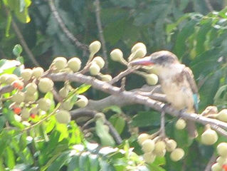 Striped Kingfisher