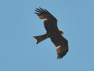 Another great sighting