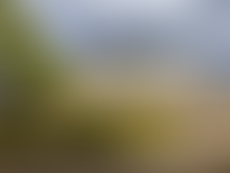 Instead of cleaning, visit the Bloedel Conservatory