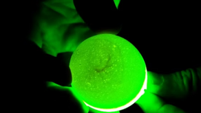 Embryo Detection System Development
