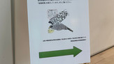 2020年度の取り組み 猛禽新聞の展示