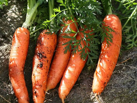How to grow CARROTS at home both from seeds and carrot tops | ksplanting