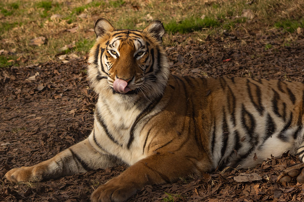 A tiger lying on the ground among leaves licking her lips staring into the camera.