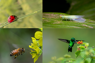 insects.png