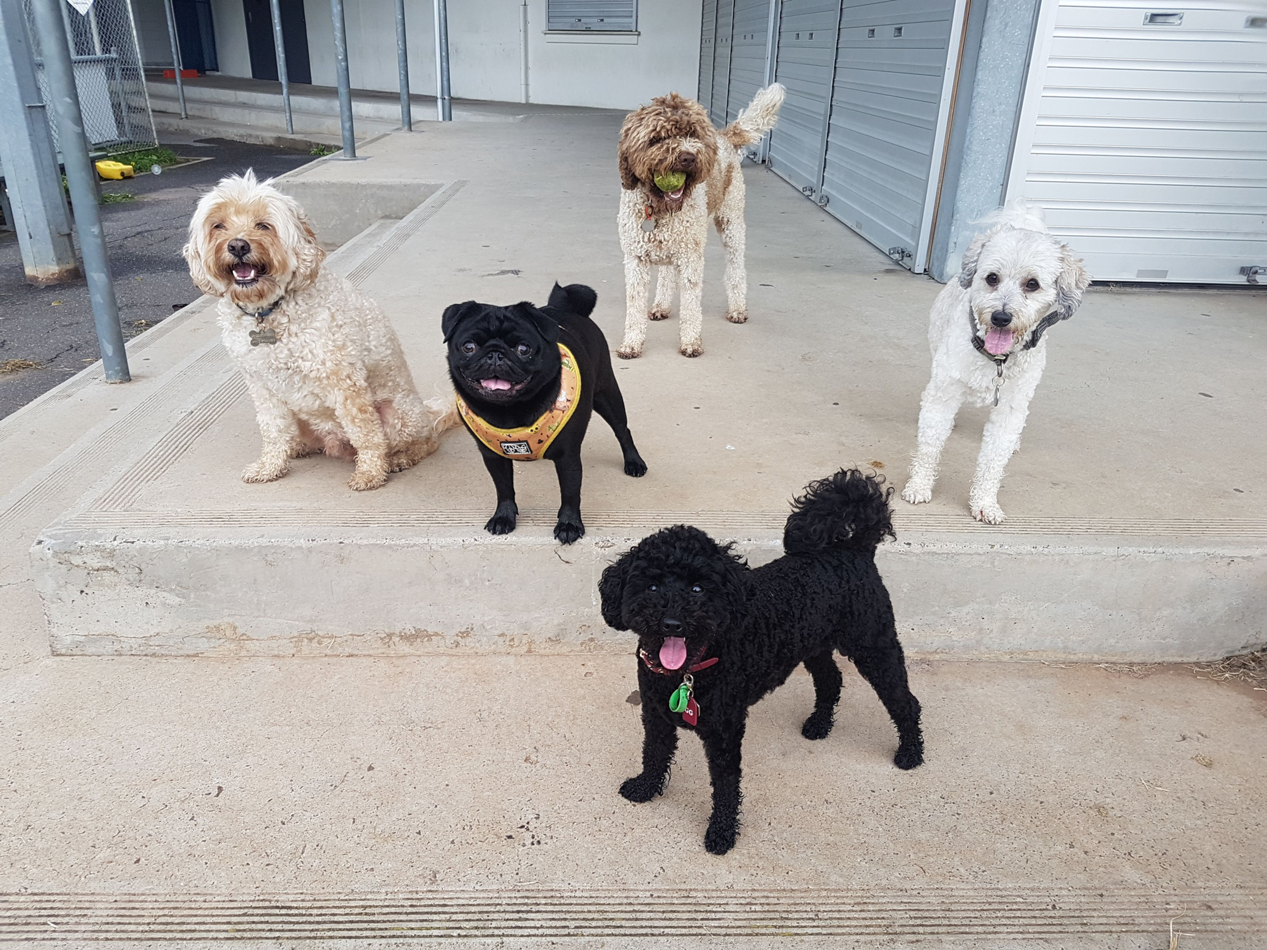 MDC Melbourne Dog Walker Melbourne Dog Company Home