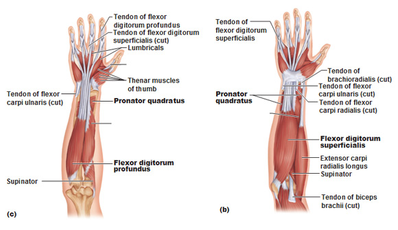 Flexorer i underarmen