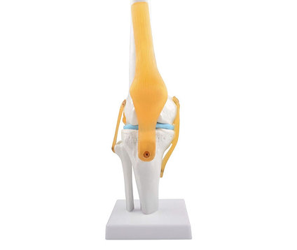 Anatomimodell av Kne