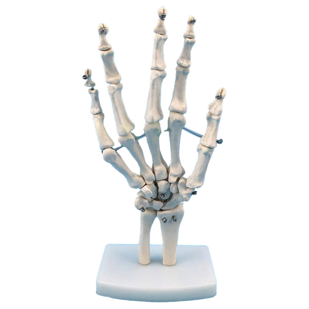Hand and Foot Model