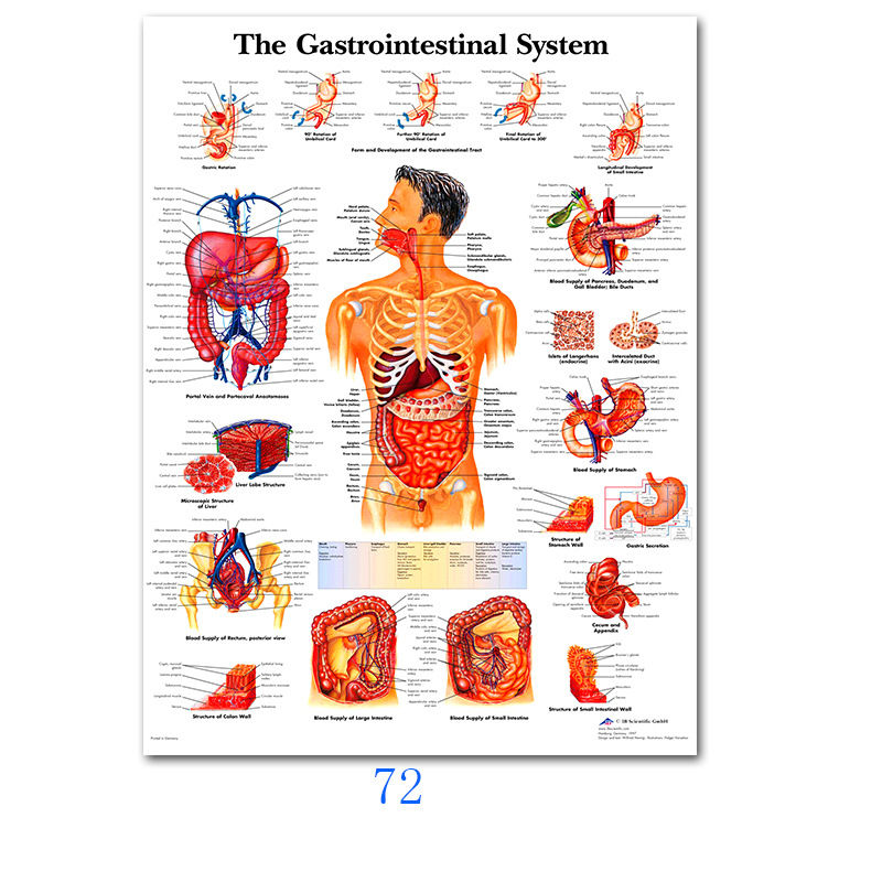 Thumbnail: Anatomy Model Poster