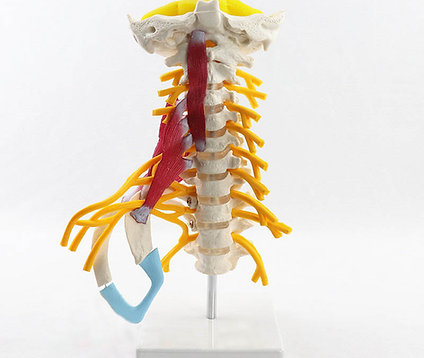 1:1 Cervica Columna Anatomi modell