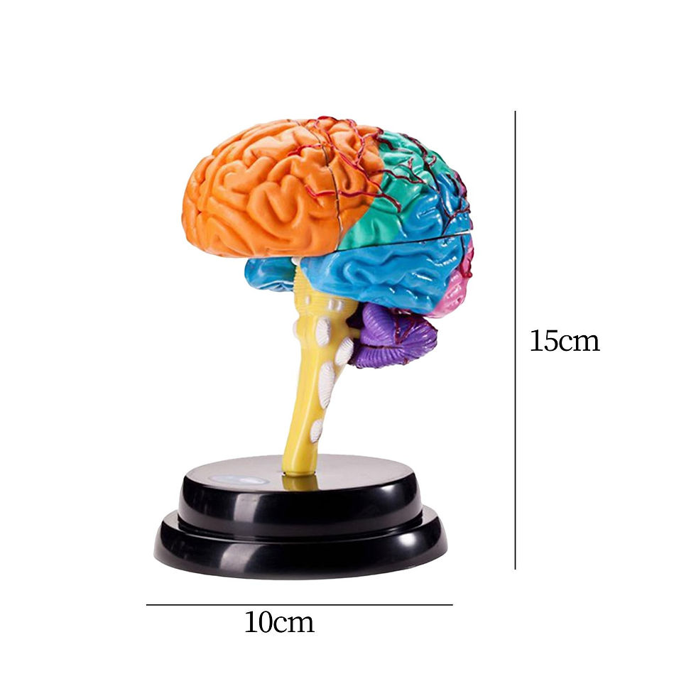 Thumbnail: Colored Brain Model
