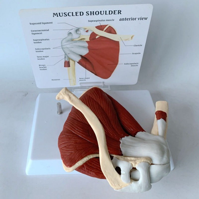 Miniatyrbilde: Skulder med muskler