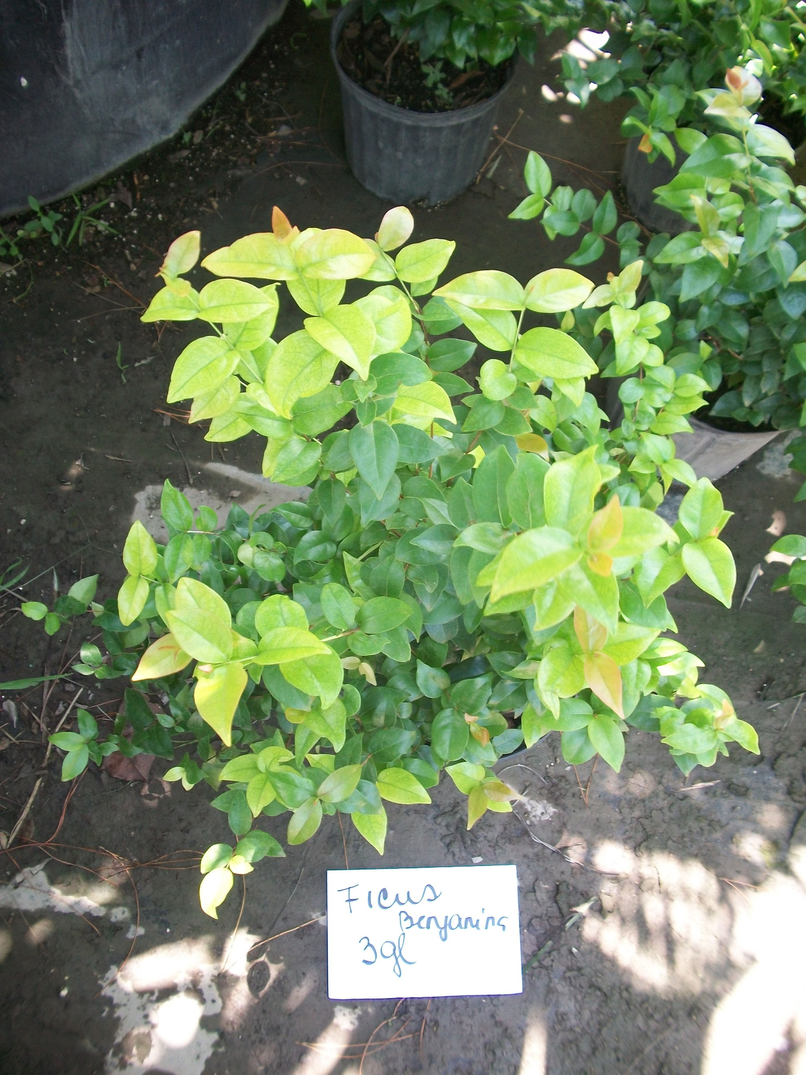 FICUS BENJAMINA