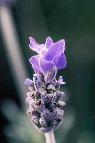 guillermo-leal-j-em8nw6hn0-unsplash.jpeg