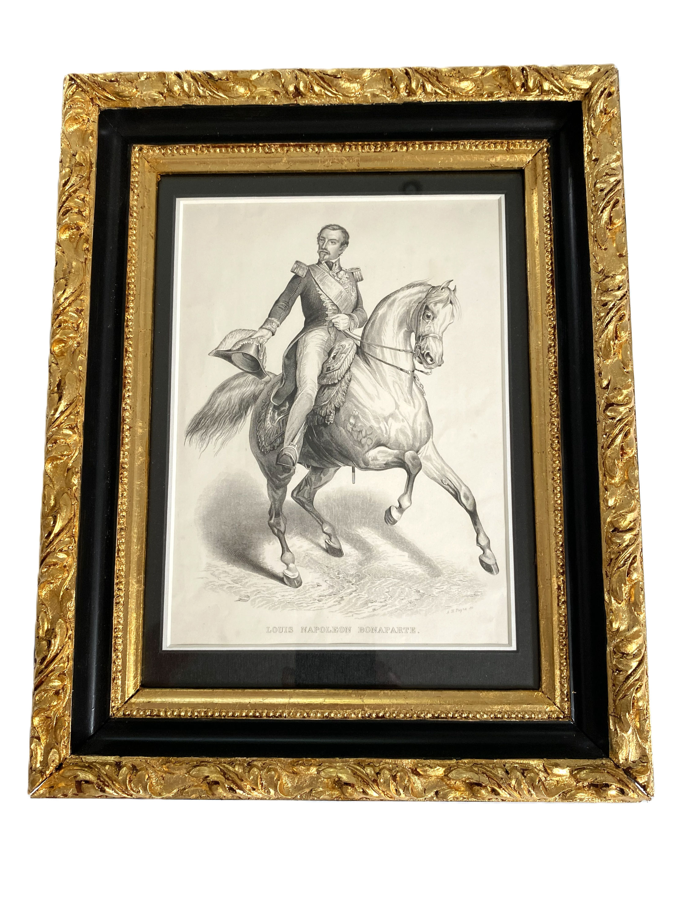 Pferd Napoleon