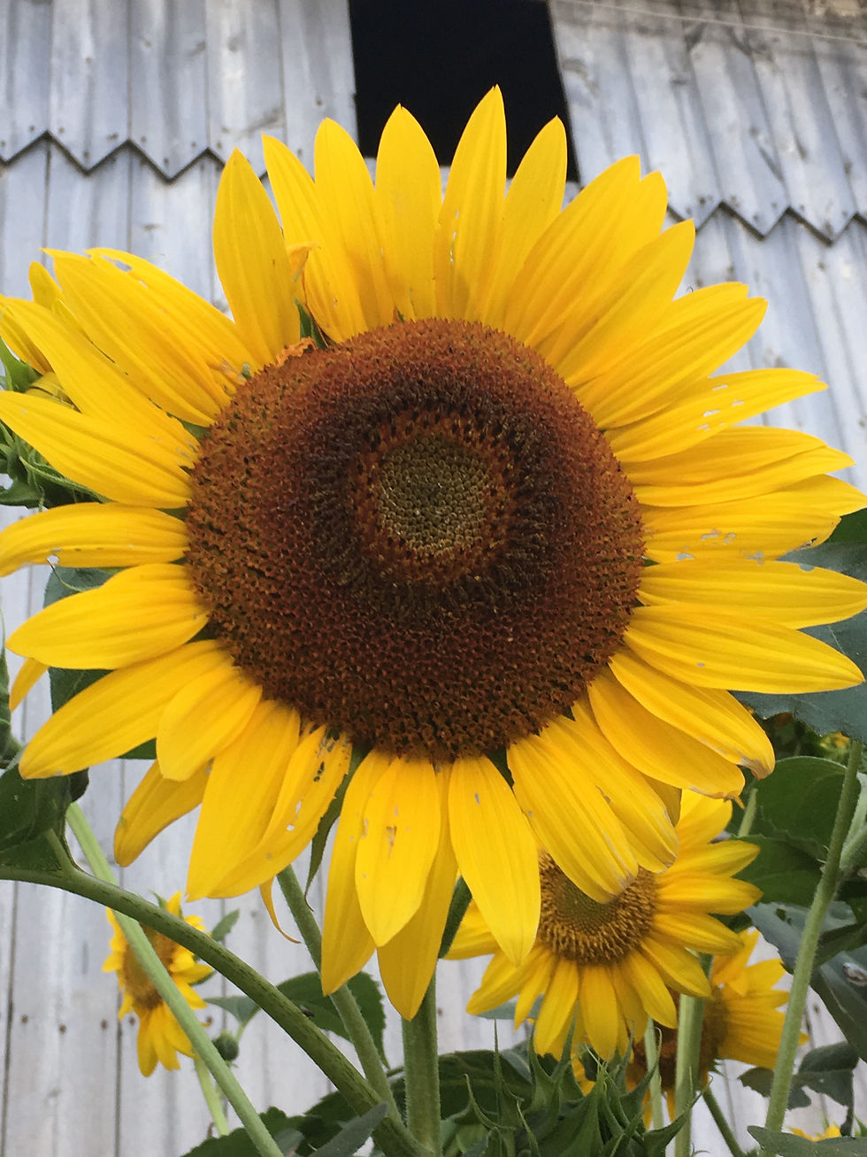 Overcoming Stress in Daily Life: Livestream