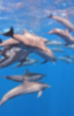 Schwimmende Delfine im Meer, perfekt für Gruppenreisen Malediven.