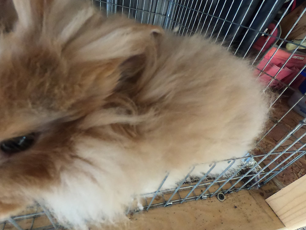 How to shear your angora rabbit easily