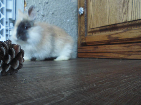 Do you know how many waste pellets your rabbit produces?