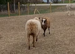 Harry and Ron's sheepy disagreement