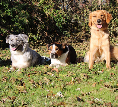 dogs in down