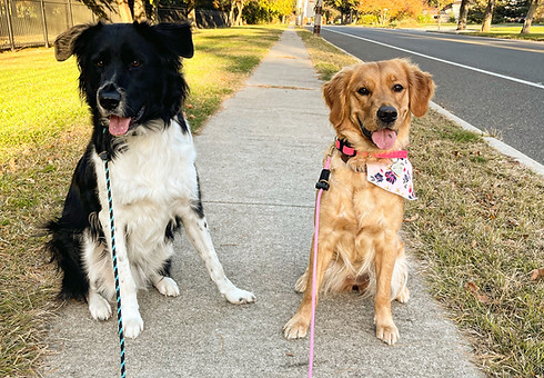 dogs sitting