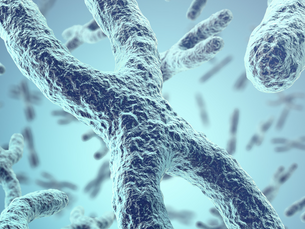 Preserve Telomere Health Now: A Clinical Imperative for Preventing Age-Related Diseases and Extending Lifespan
