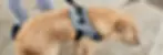 zee-dog-fly-harness-urban-dk-carrossel-2_3024x.webp
