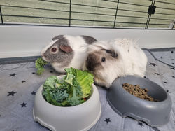 Humphry & Piper 1st stay