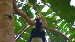Hornbill.jpg