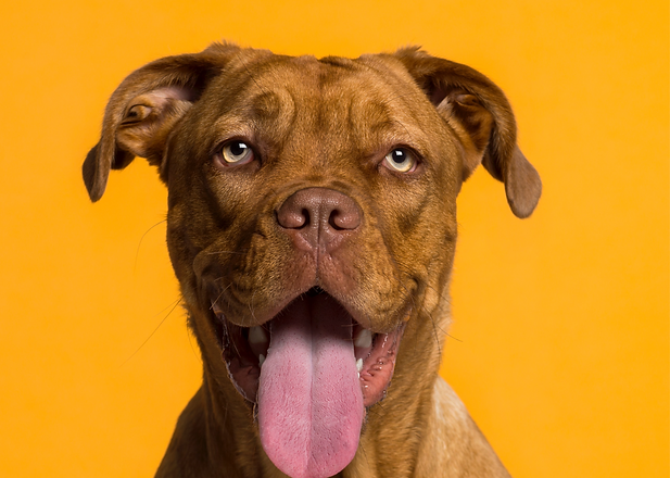 Dog's Portrait _edited_edited.png