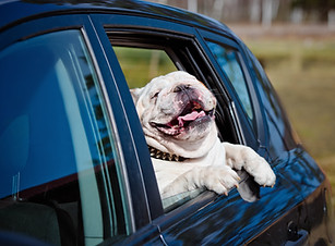 happy english bulldog in a car window.jp