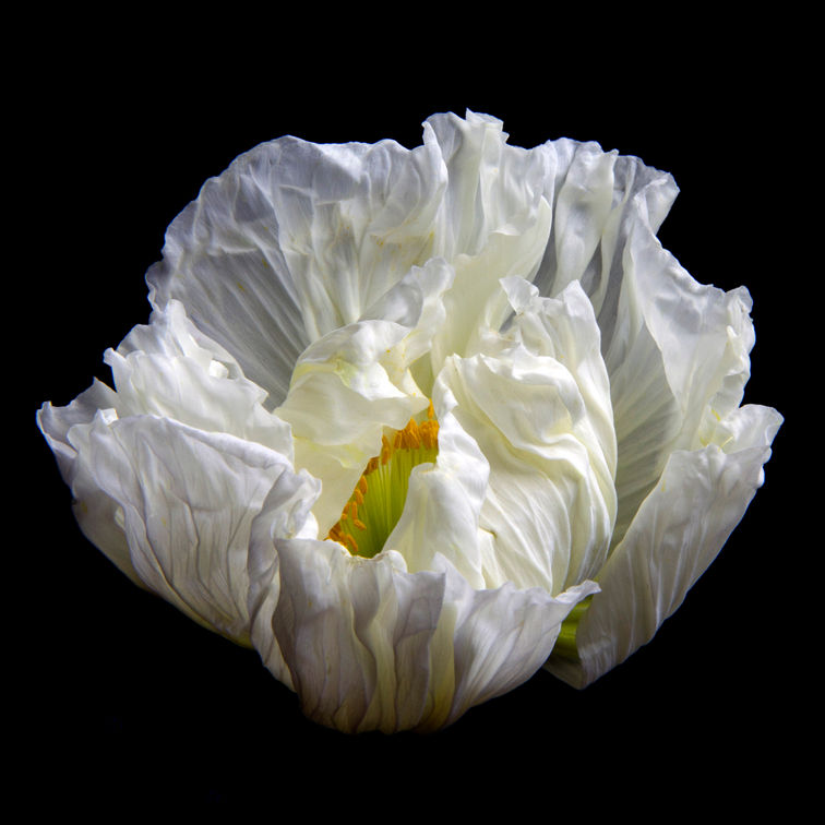 Poppy_0150.jpg