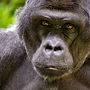 silverback
