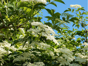 holunder Sambuccus nigra